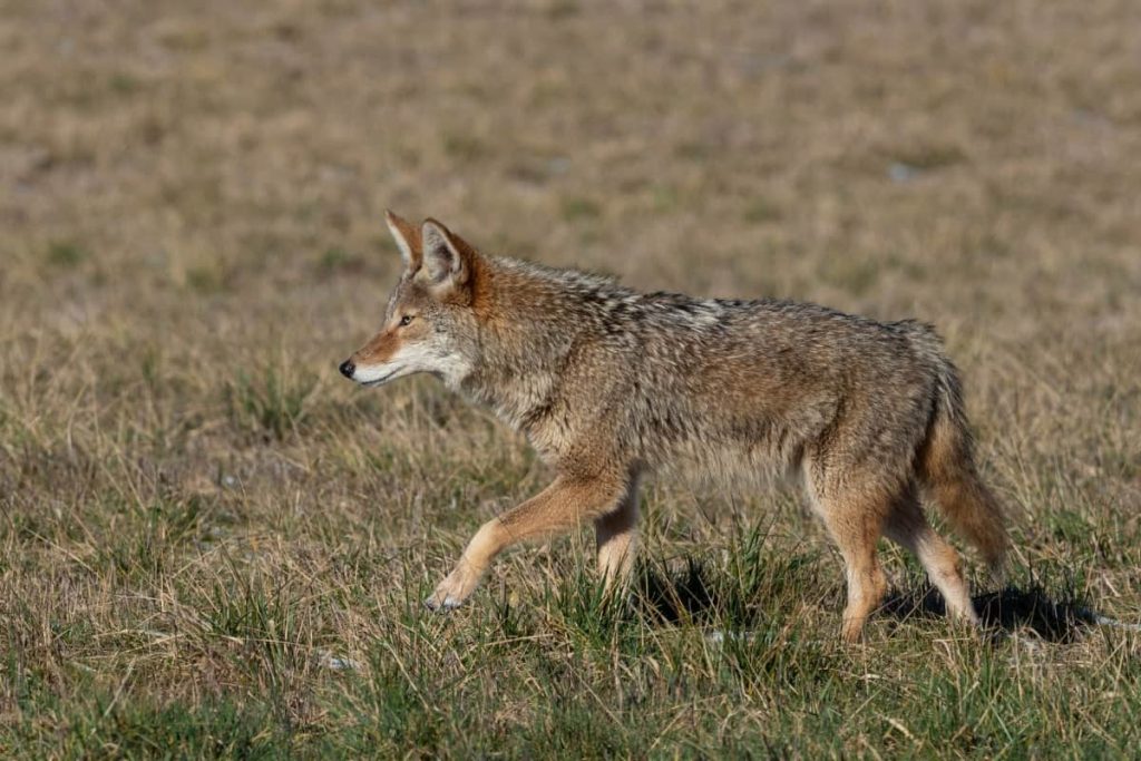 How long do coyotes live in the wild?