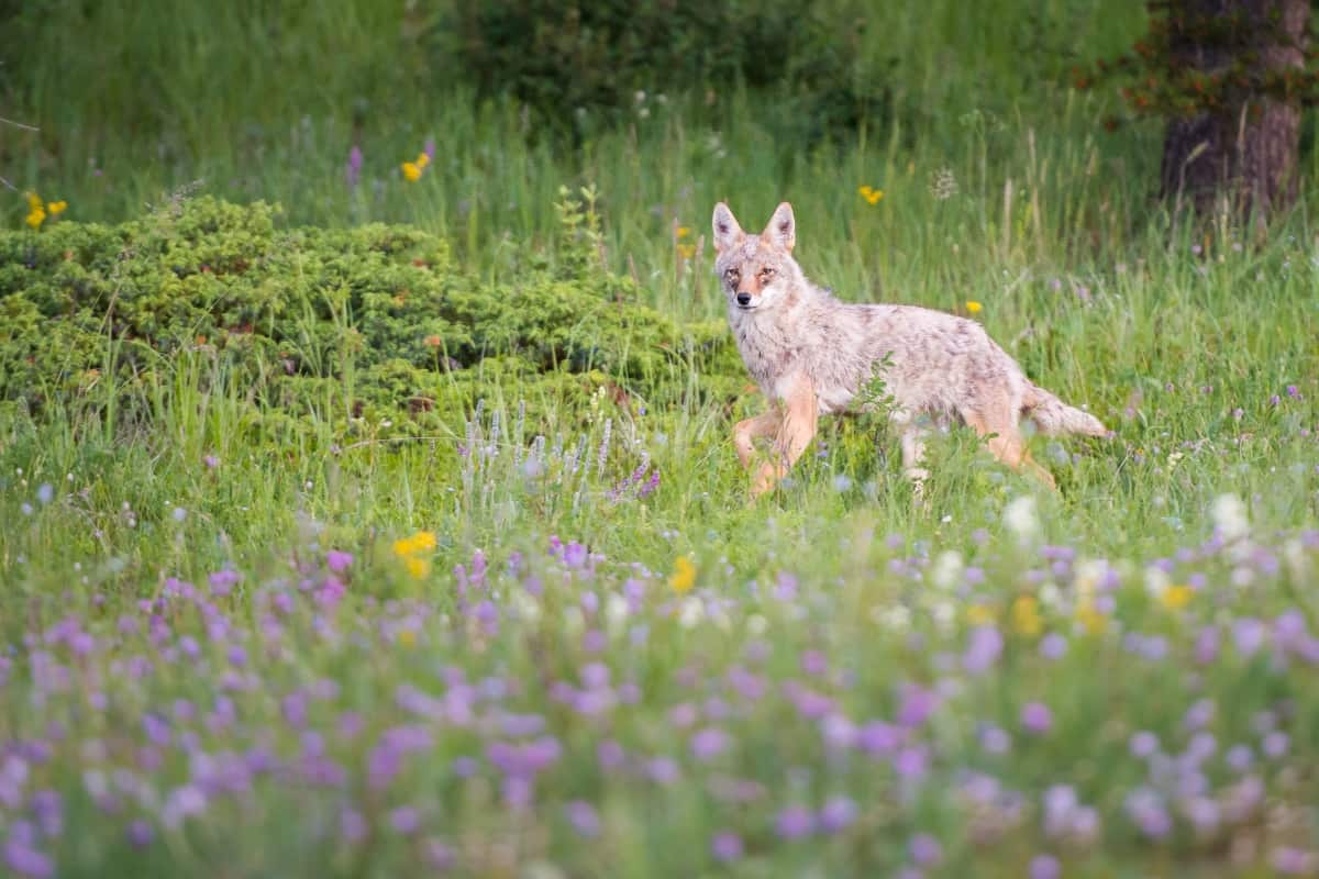 An ideal coyote habitat is where good cover and food are available for coyotes.