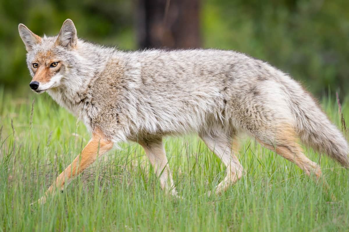 Intelligent ways to deal with coyotes