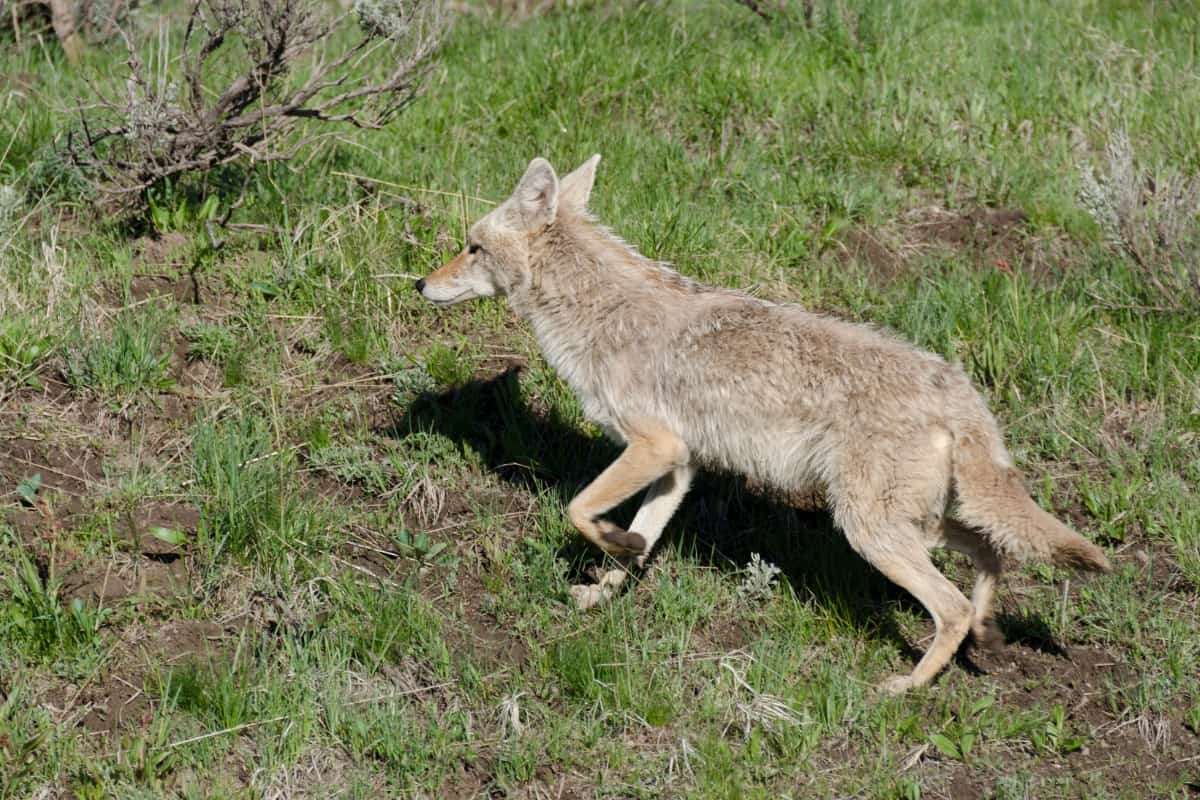 Noises which coyotes are afraid of