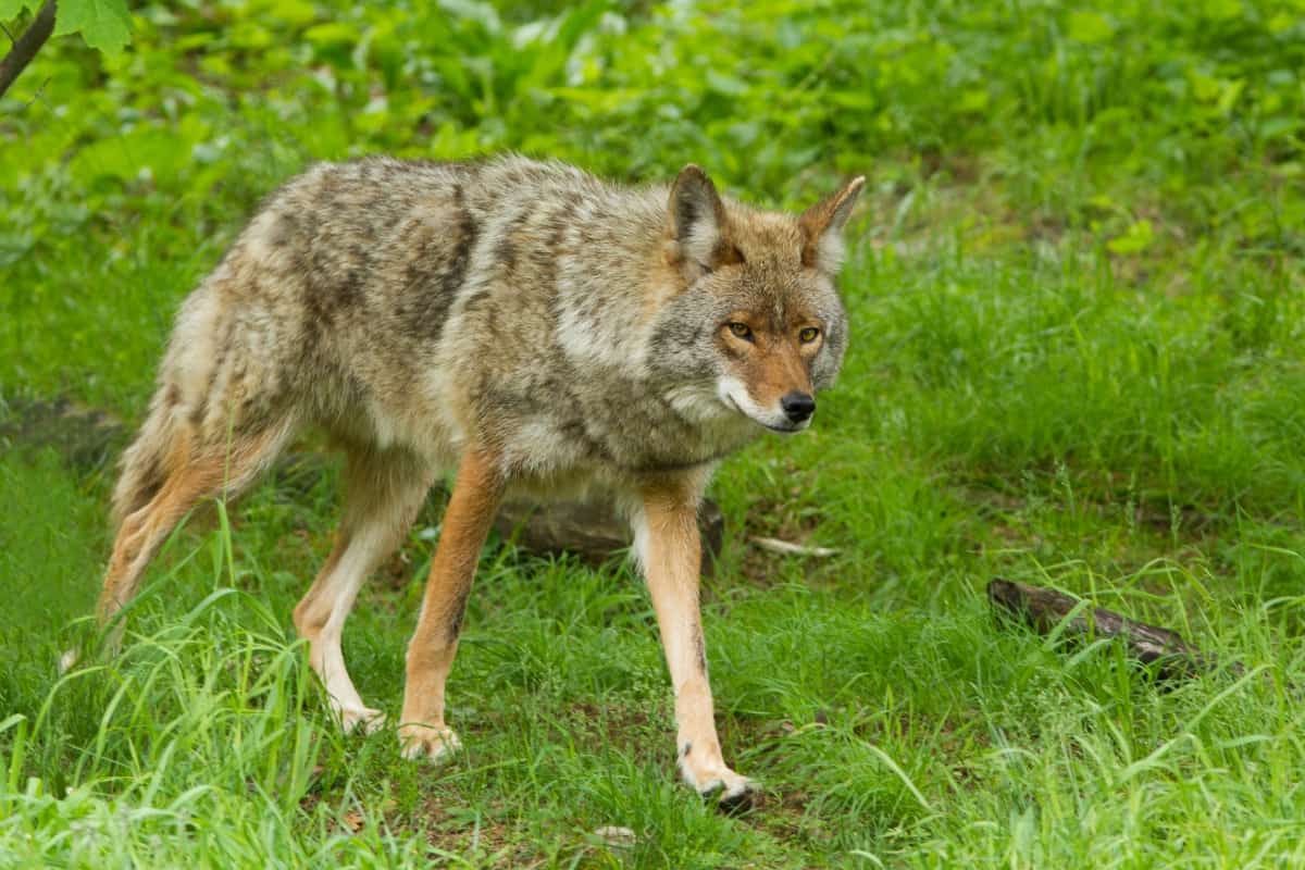 Coyotes prefer to live in a moderate climate