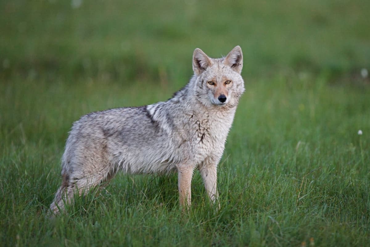 A coywolf standing in the grass looking similar to coyote