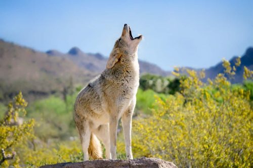 What Do Coyotes Sound Like? – Audio & Video Examples