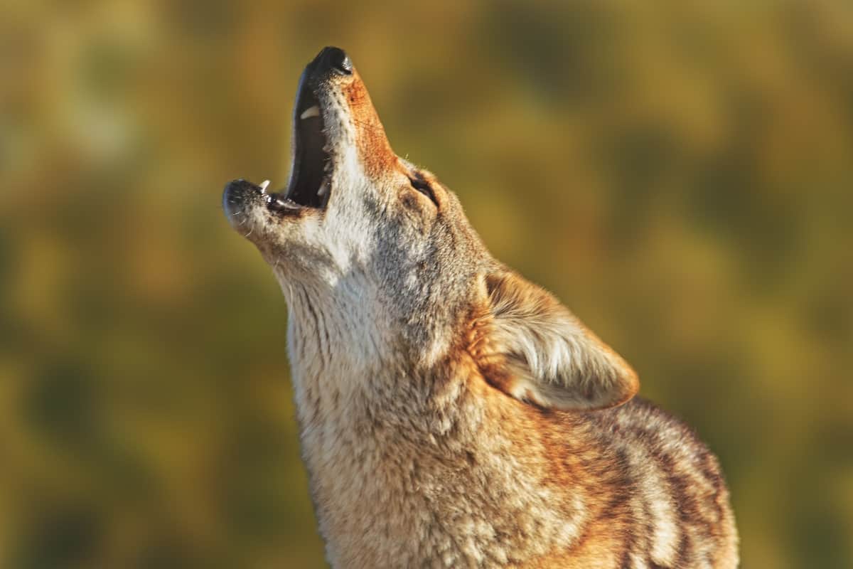 What to do if you hear coyote sounds nearby?