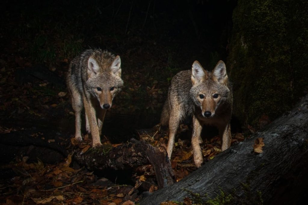 Are coyotes nocturnal or diurnal?