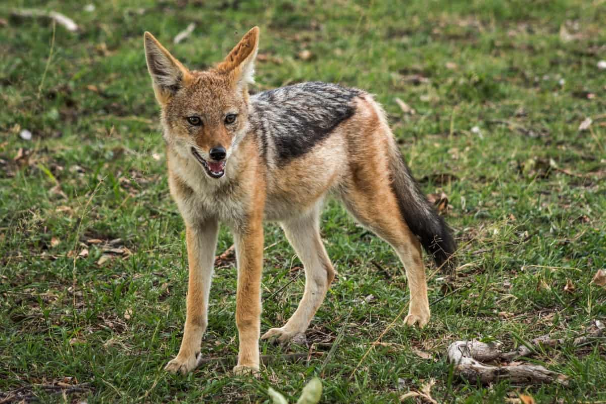 Are jackals a hybrid of the coyote and fox
