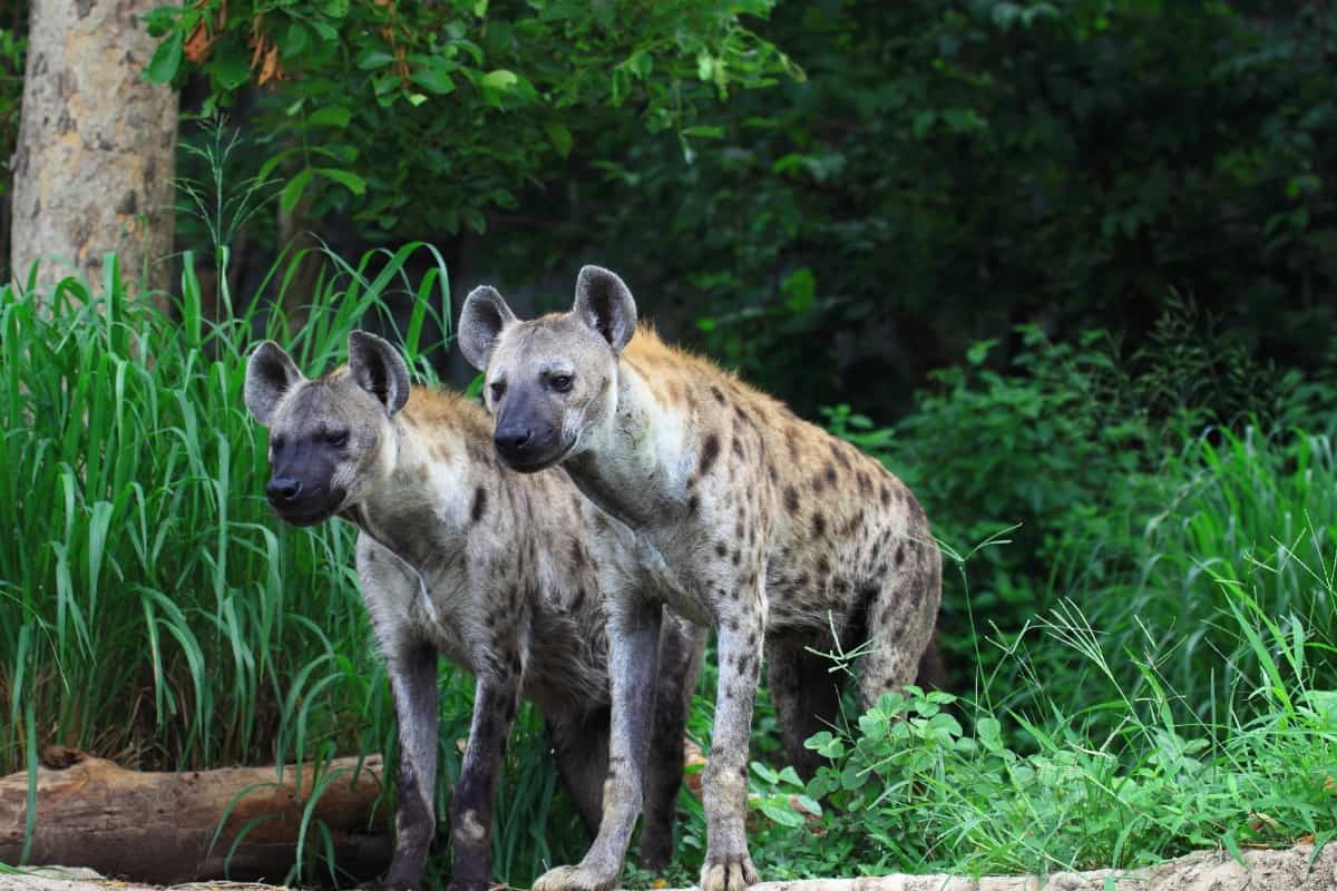 Brief introduction of hyena