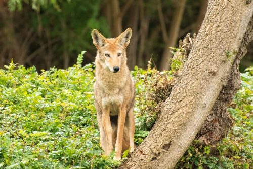 Can Coyotes Climb Trees? Exploring their Vertical Abilities