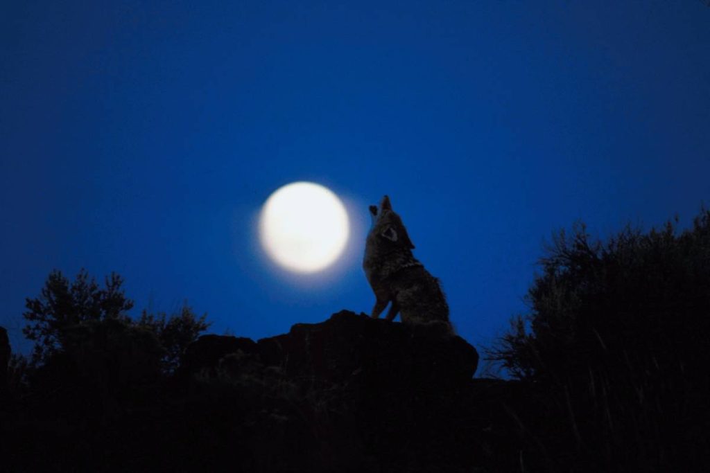 Coyote howl is a common communication method at the night.