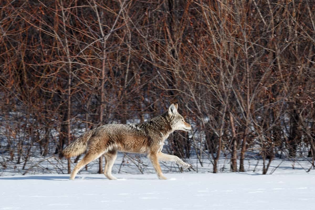 Coyote Hunting and Feeding Habits at Night