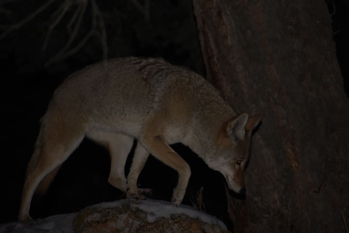 Coyotes travel for food, mates and explore their lands at night time.
