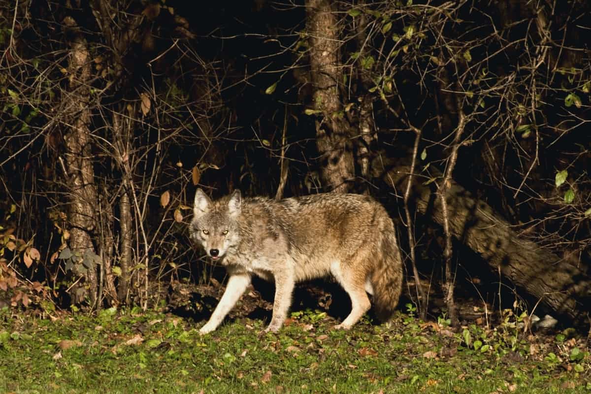 Coyote Nighttime Habits of Denning