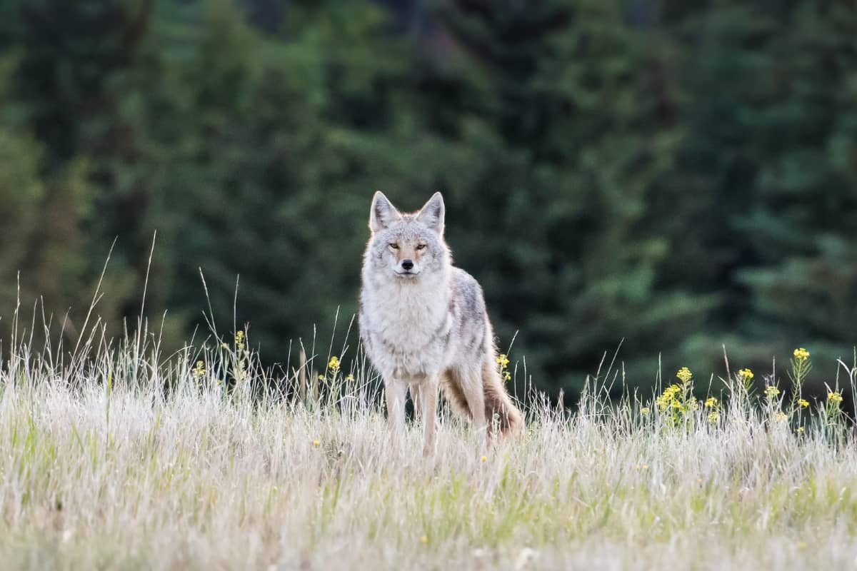 Coyote spirit animal: Linking our Inner self with nature