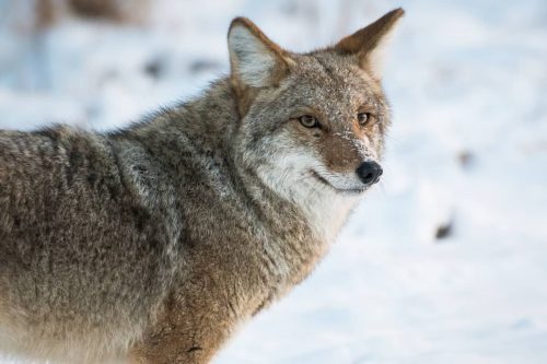 Coyote Spirit Animal & Symbolism: Meaning Of Seeing A Coyote