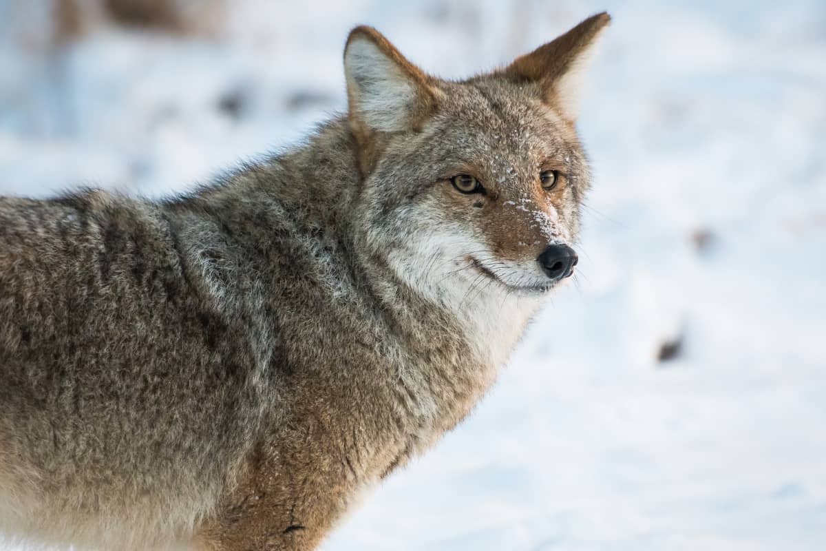 Coyote Spirit Animal Symbolism & Meaning