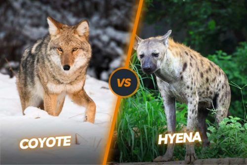 Coyote Vs Hyena