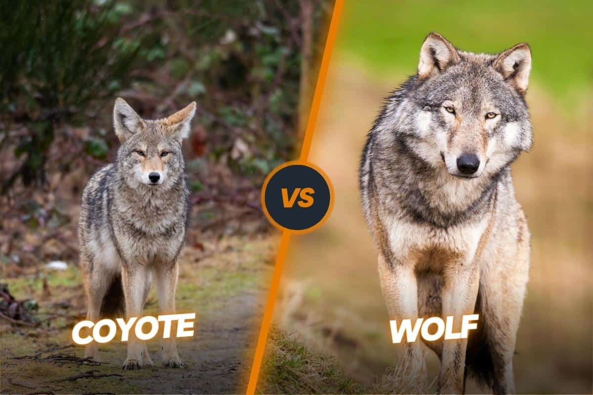 Coyote Vs Wolf differences