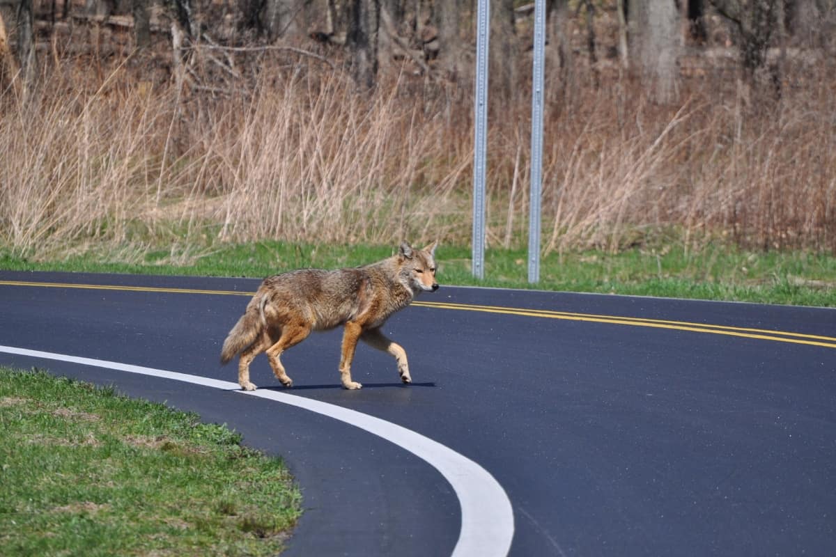 A coyote on the road