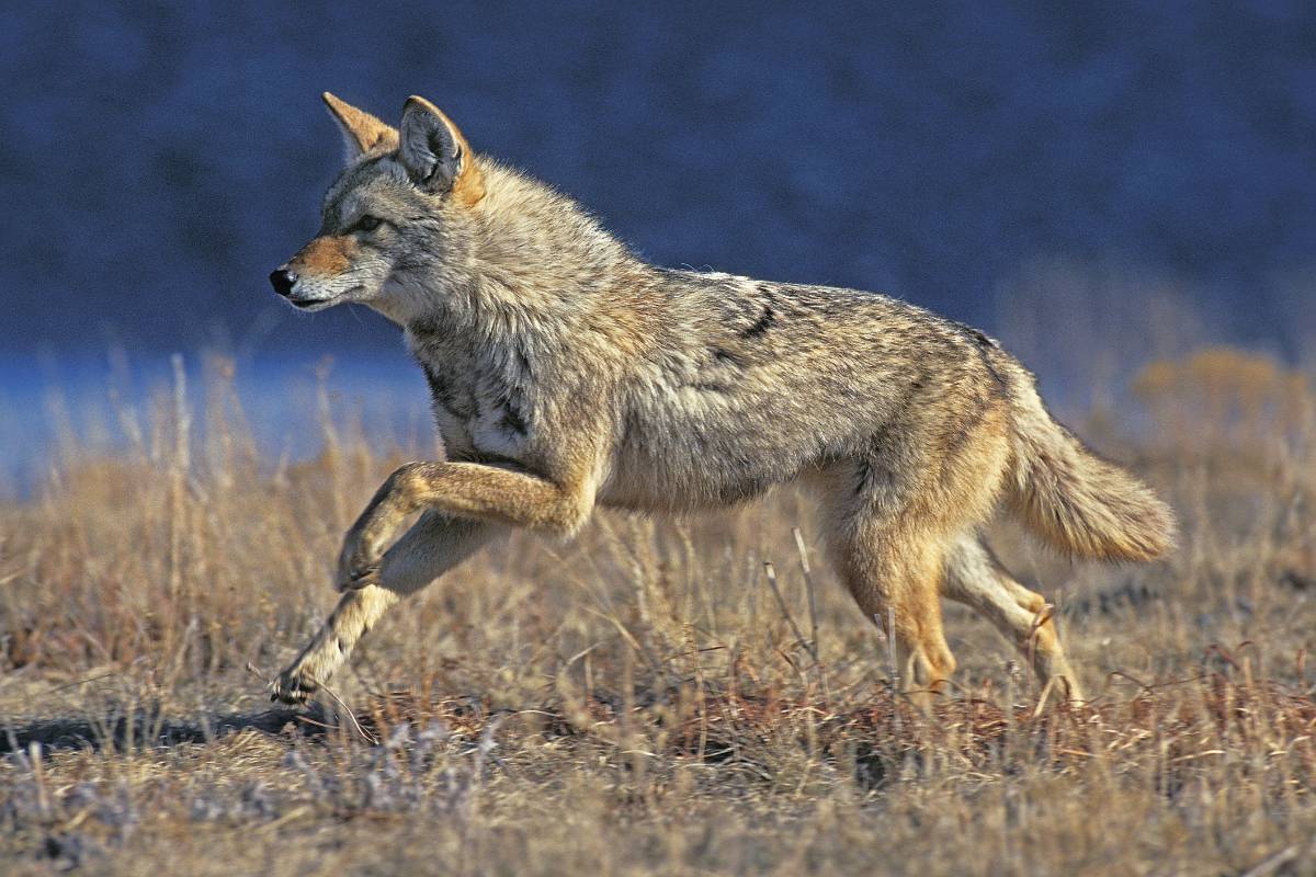 Coyote can run faster than a red wolf.