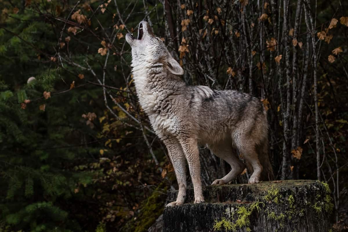 Coyote show different shades of gray while foxes have many colors