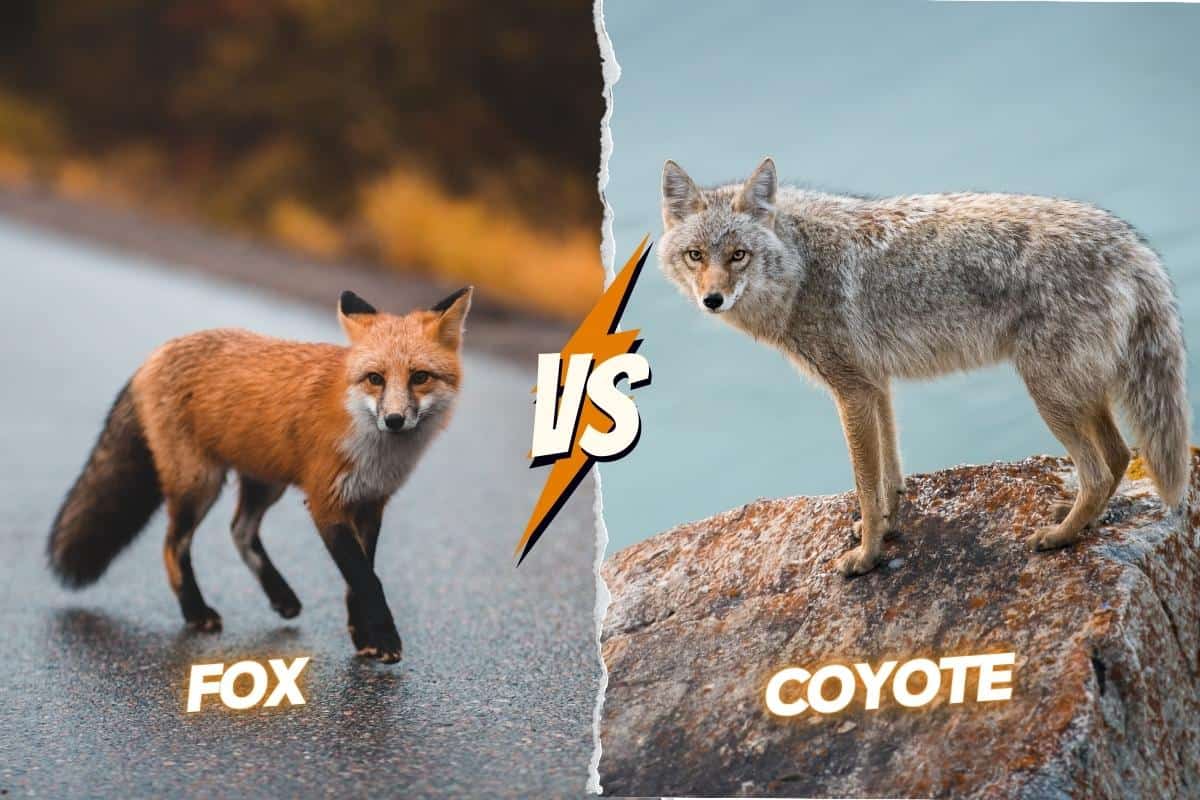Coyote vs fox tails