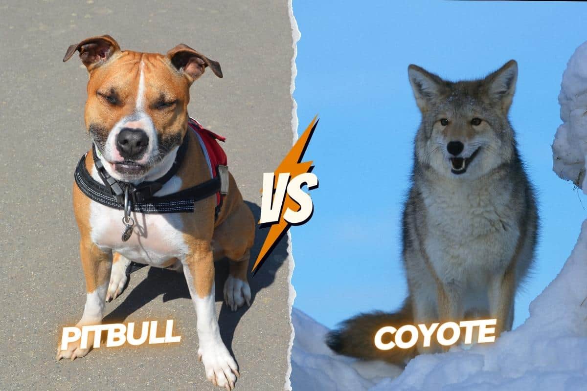 Coyote vs Pitbull who would win