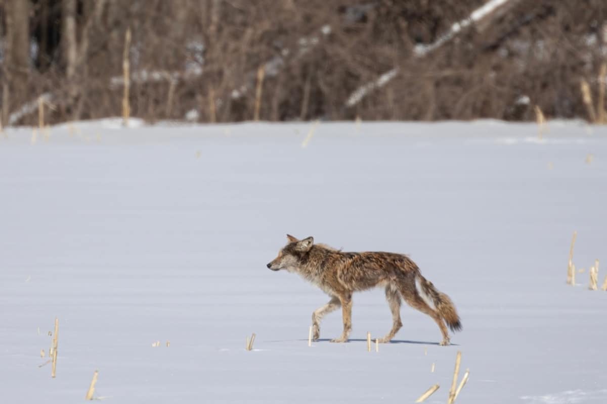 Coyote with Mange walking through snow