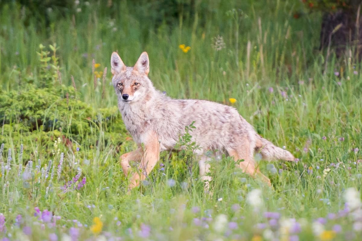 Aspects of the Coyote's Relation to Our Daily Lives