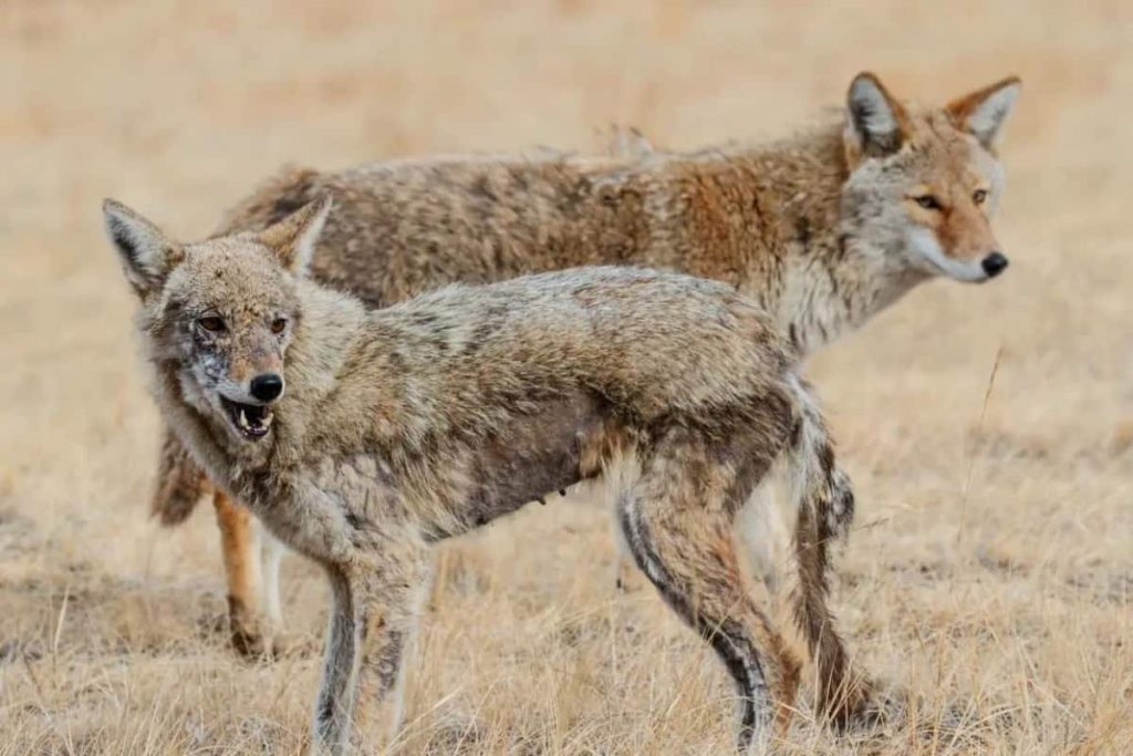 Coyotes With Mange Or Rabies diseases