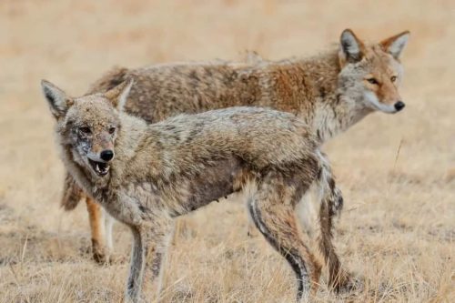 Coyote Diseases: Are There Coyotes With Mange Or Rabies?