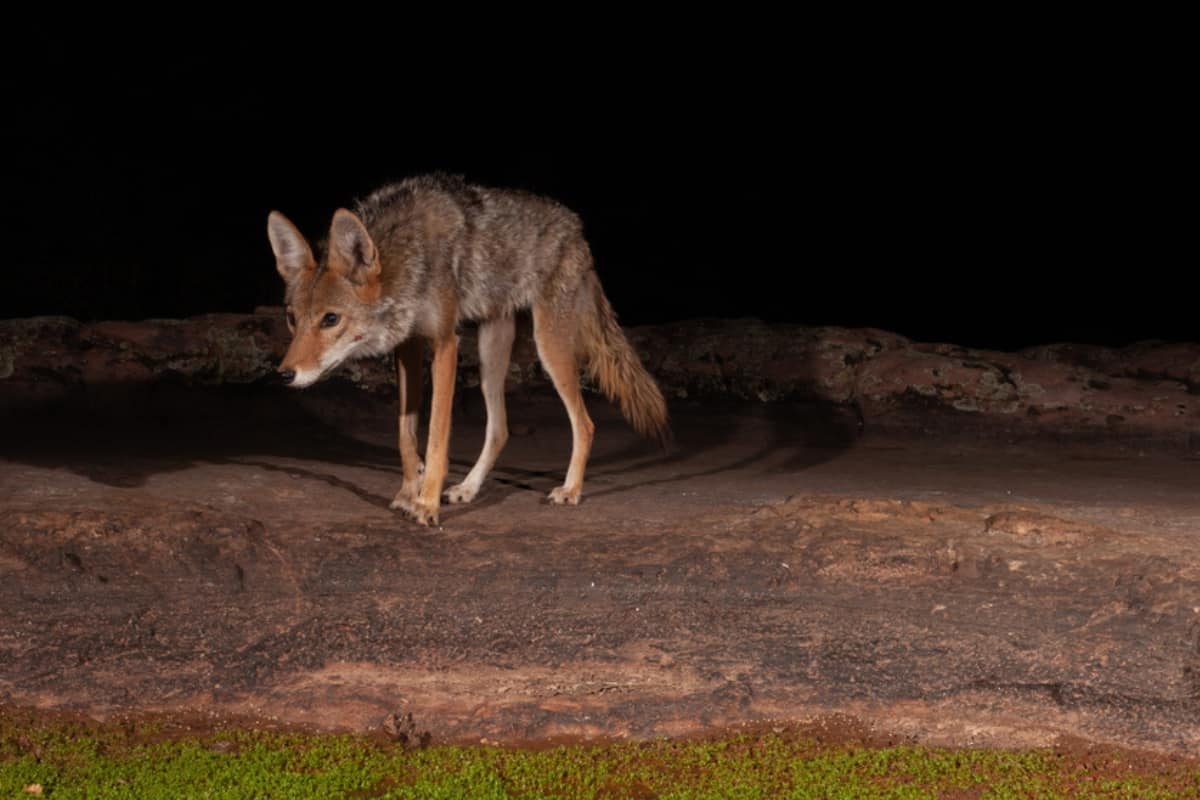 Coyotes and People Interacting at Night