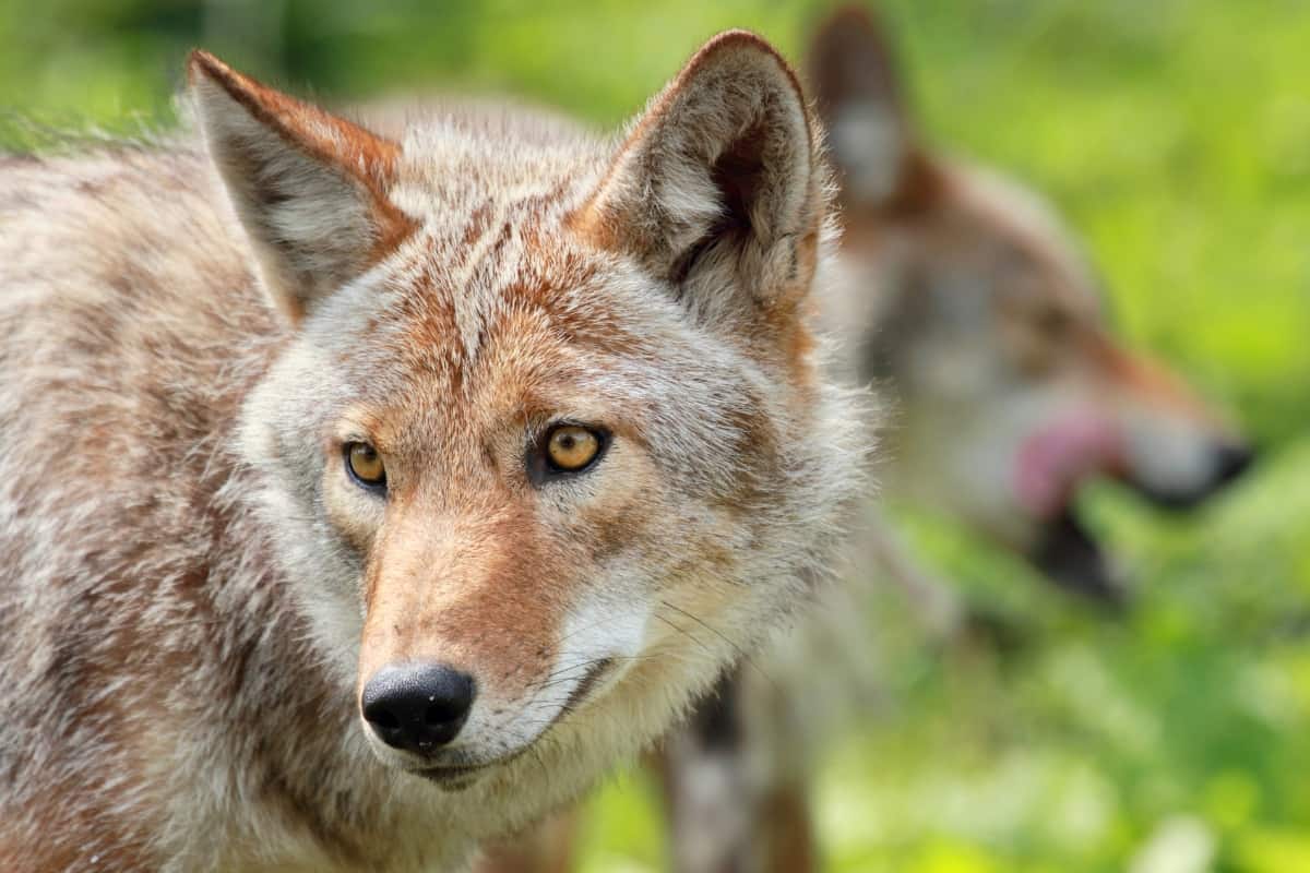 Coyotes can socialize while gray foxes are solitary animals