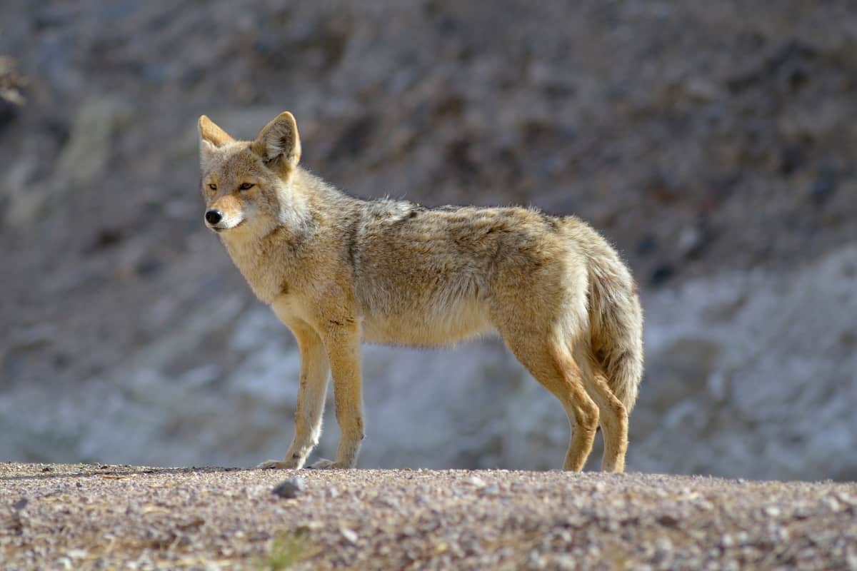 Coyotes have slightly heavier bodies than dingoes.