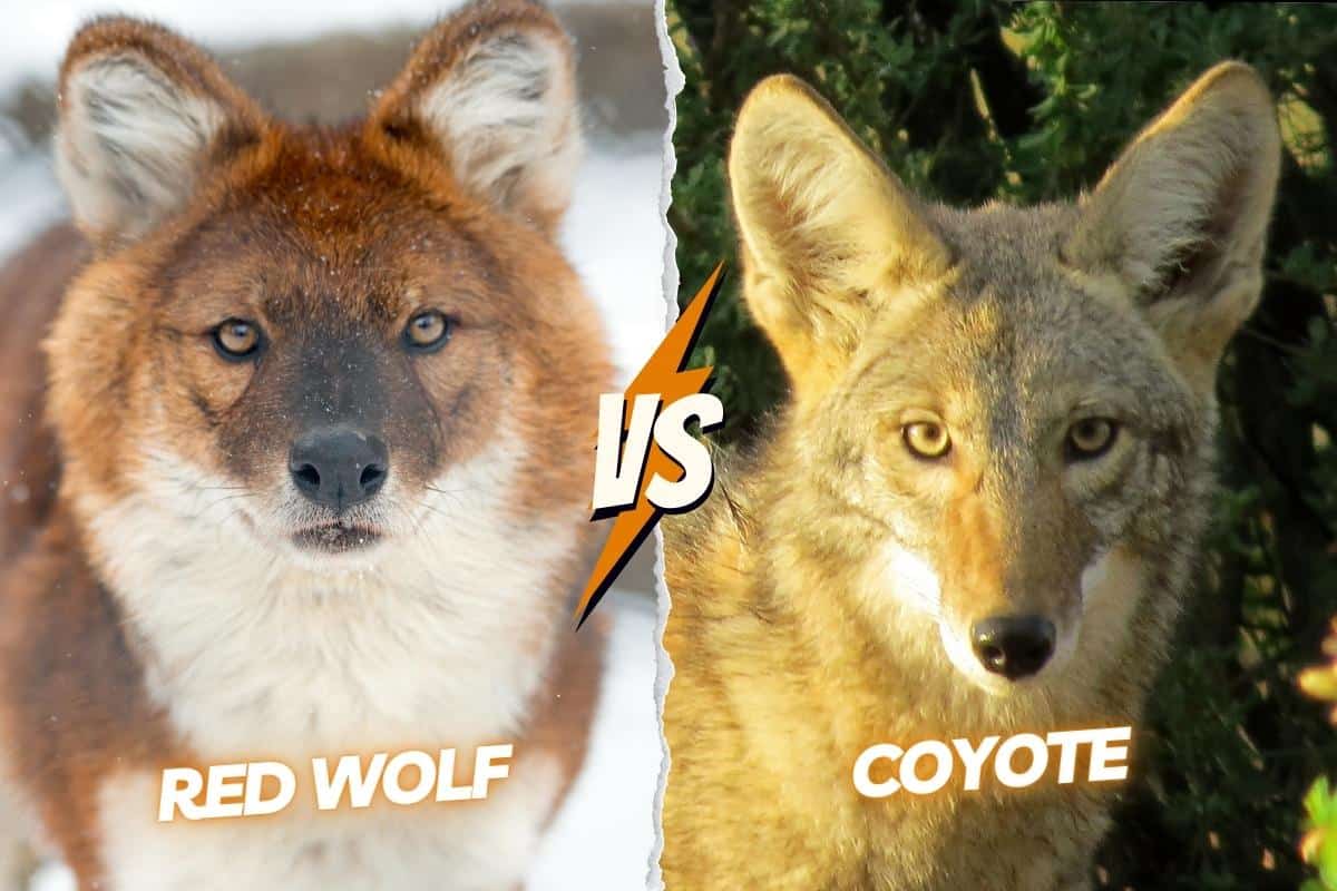 Coyotes have long and pointed muzzle compared to red wolves.