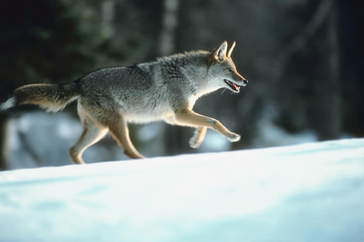 Coyotes run faster than Pitbulls