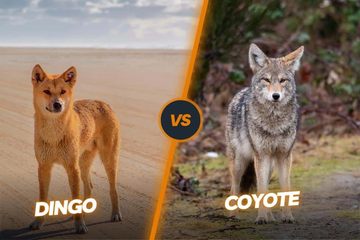 Dingo vs Coyote Difference