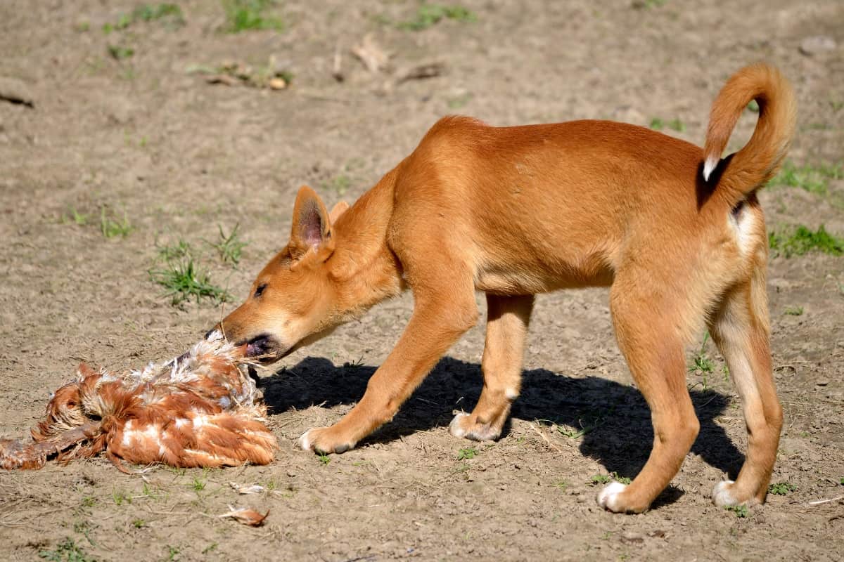 Both Dingoes and Coyotes are carnivore animals.