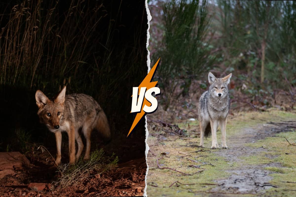 Diurnal vs. Nocturnal behavior of Coyotes.