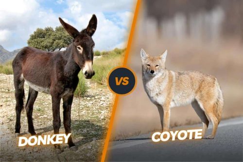Donkey vs Coyote: Do Donkeys Kill Coyotes?
