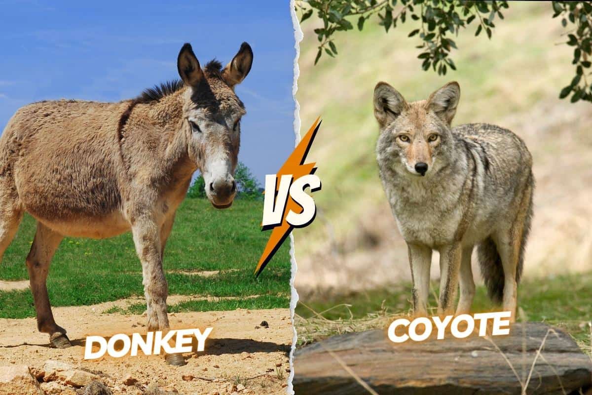 Donkey vs coyote fight: Who will be the winner?