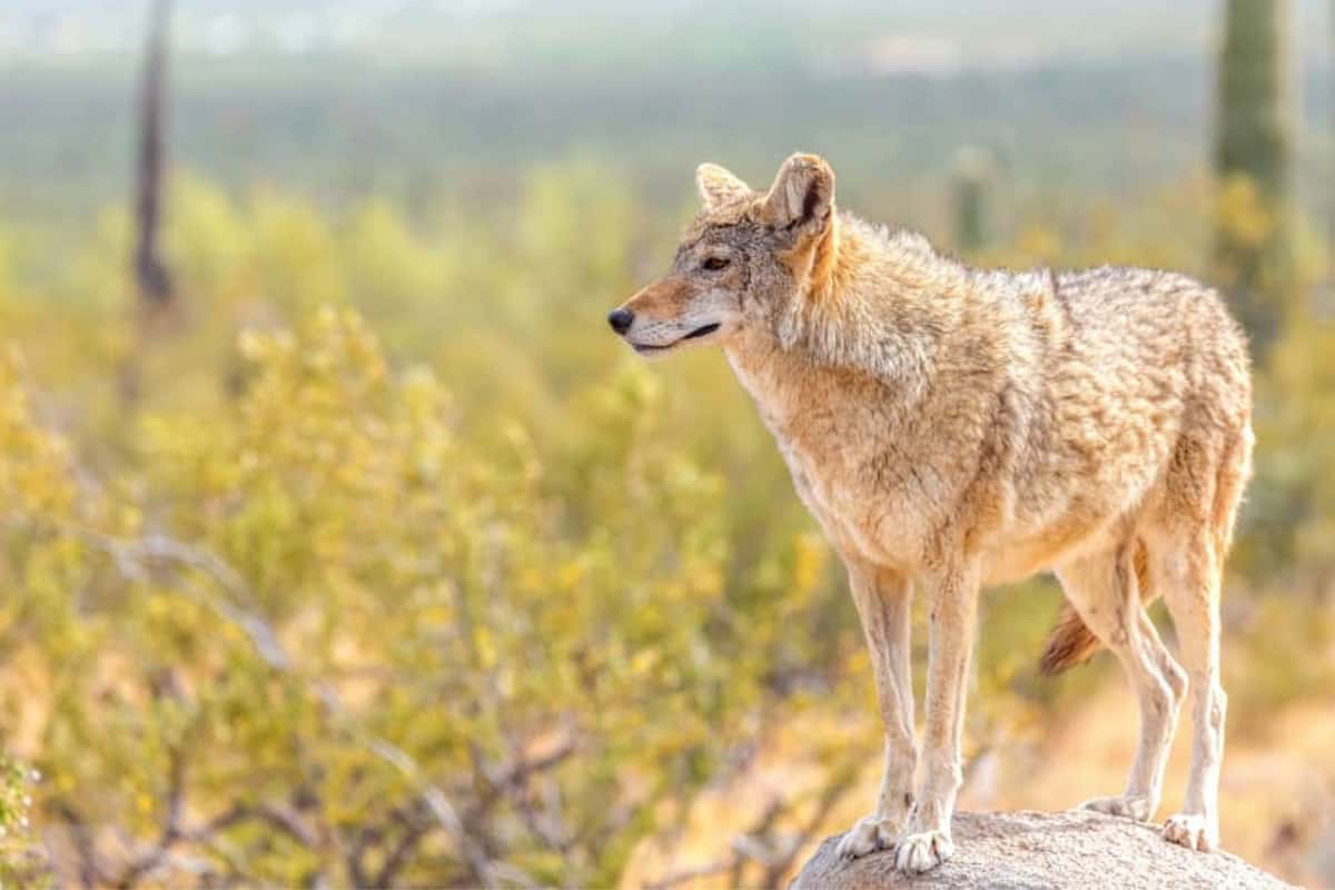 Type of Central American Coyote: Durango coyote
