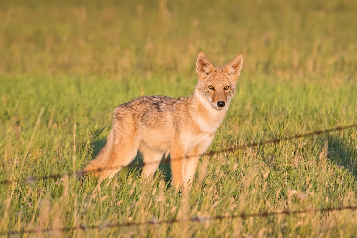 Eastern Coyotes have 2 subspecies