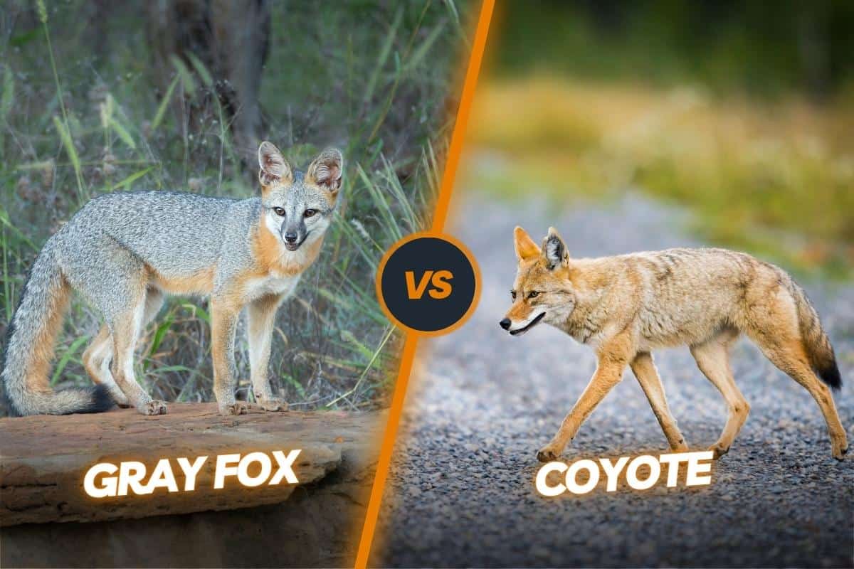 Gray Fox vs Coyote