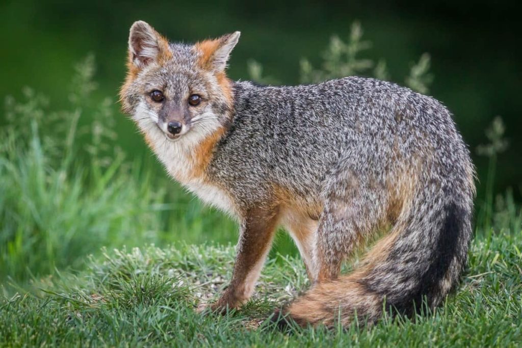 Gray fox appearance