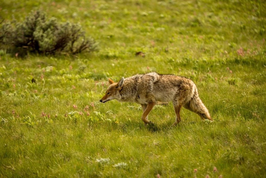 Habitat & geographical distribution Hyena vs Coyote