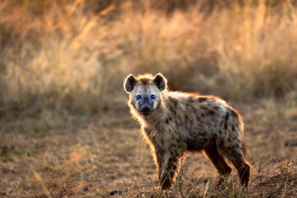 Habitat & geographical distribution of Hyena