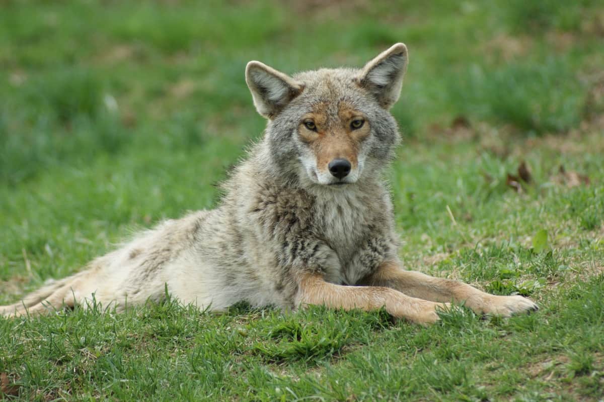 Habitat of gray fox vs coyote