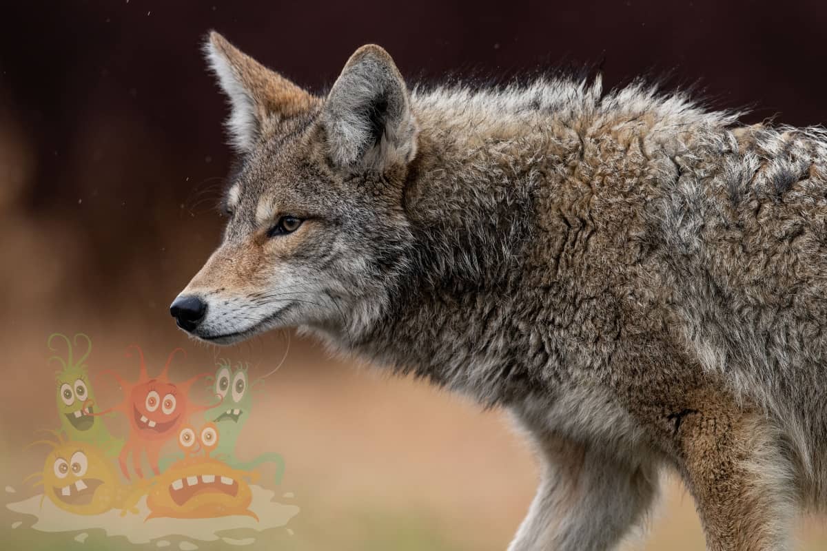 Coyotes disease range from parasites to bacterial infections.