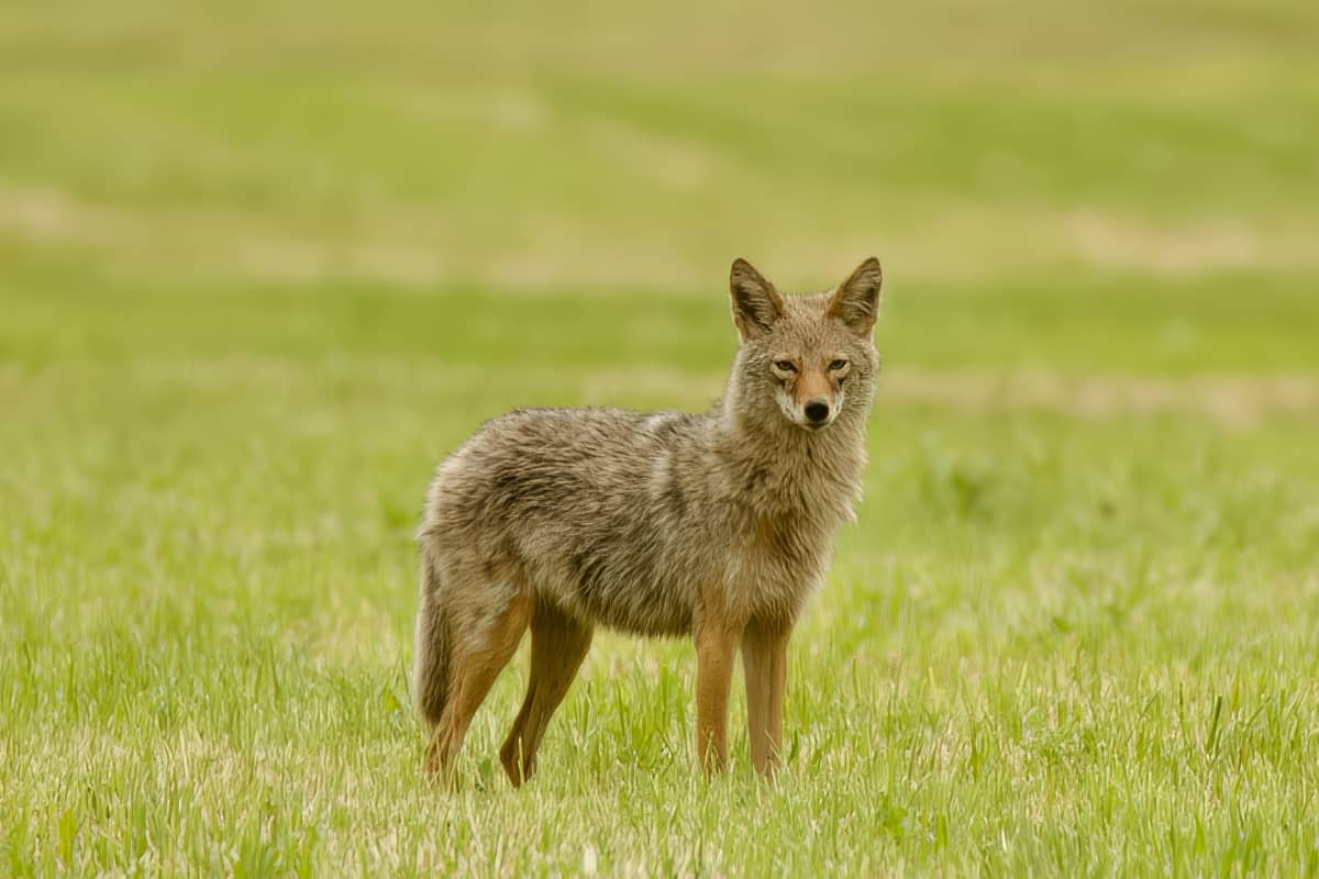 How to Stop Coyote Diseases Spread