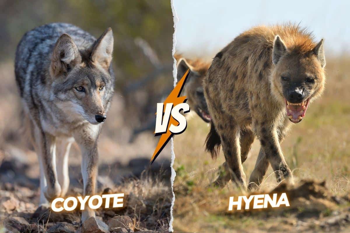 Hyena vs Coyote: who would win in a fight